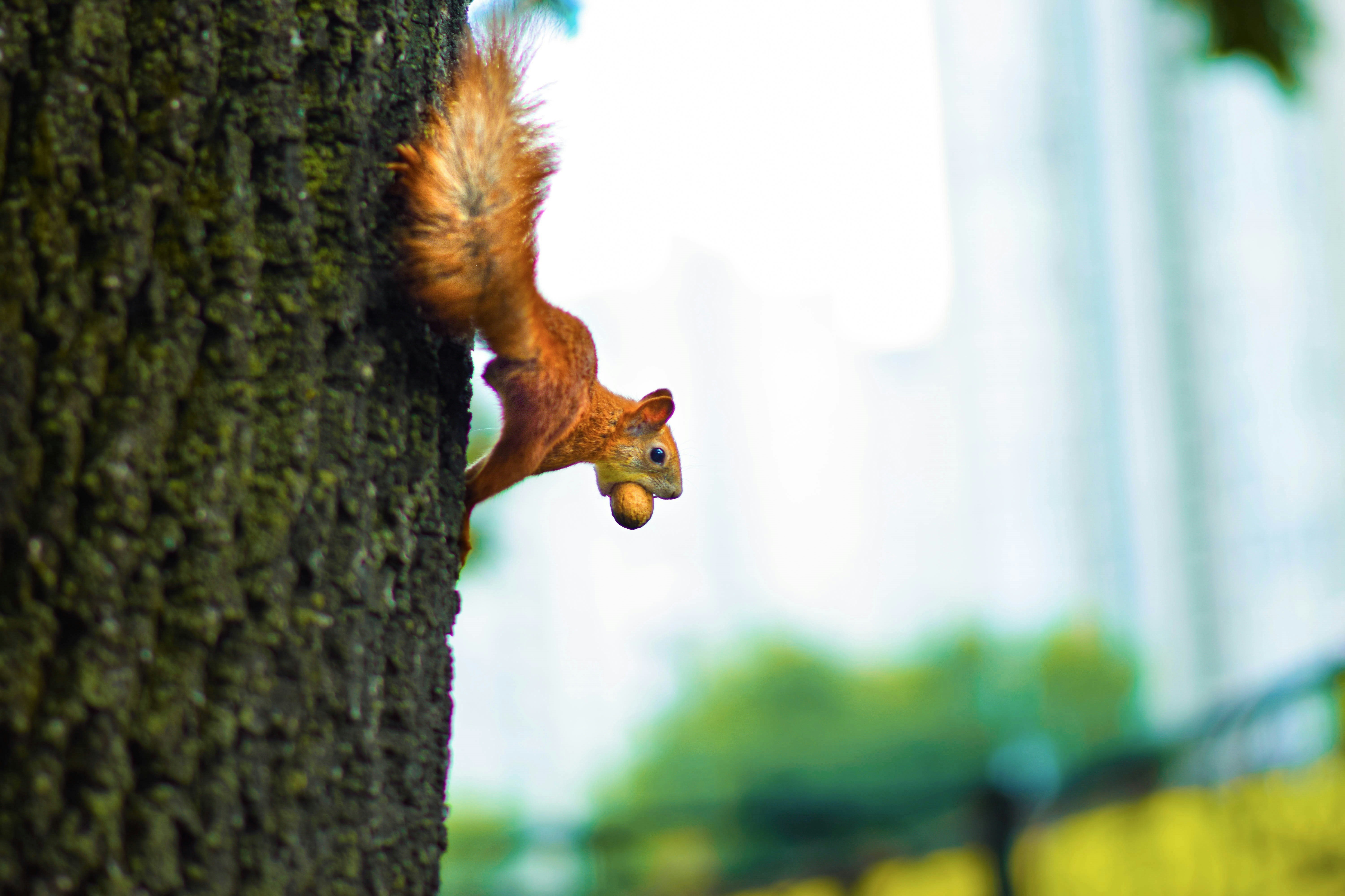 a classic of the genre: a squirrel with a nut